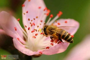 養蜂新手怎么管理(新手養蜂入門及注意事項) 養蜂新手怎么管理(新手養蜂入門及注意事項)