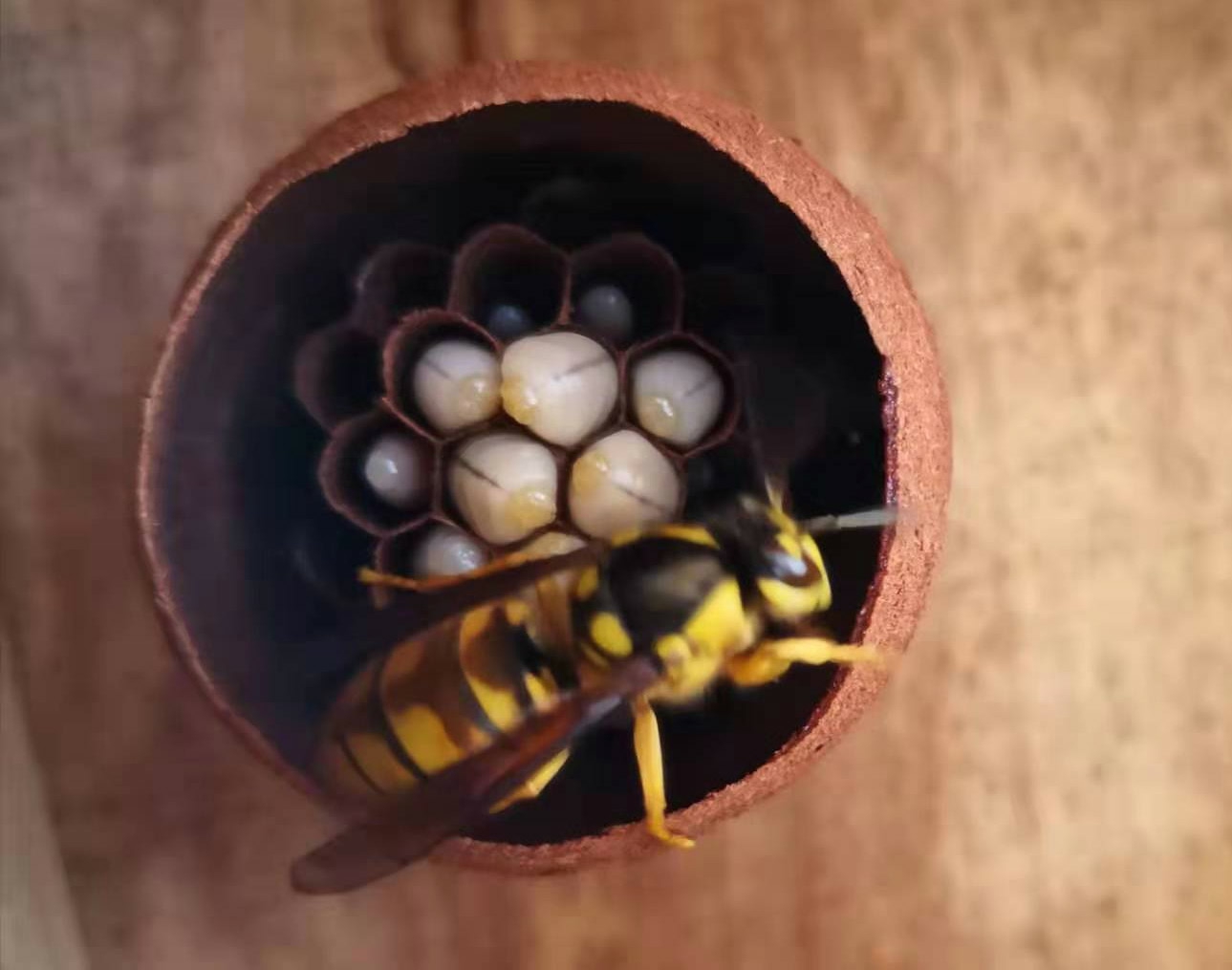 馬蜂人工飼養技術(馬蜂的養殖方法) 馬蜂人工飼養技術(馬蜂的養殖方法)