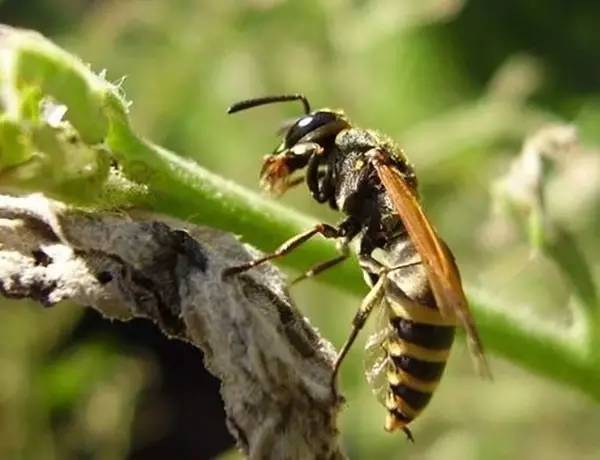 馬蜂人工飼養技術(馬蜂的養殖方法) 馬蜂人工飼養技術(馬蜂的養殖方法)