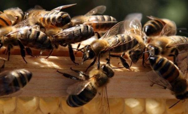 新手養(yǎng)蜂入門蜂王怎么放（新蜂王怎樣放進蜂箱）