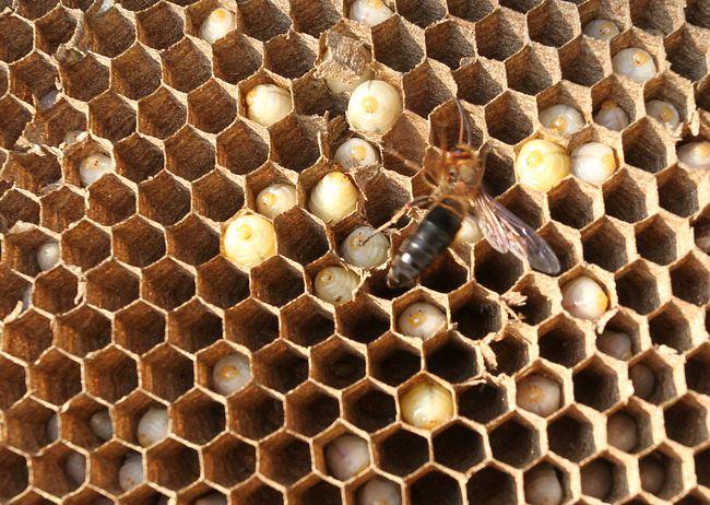 中國大虎頭蜂吃什么食物（中國大虎頭蜂生活區(qū)域）