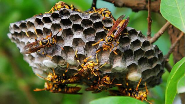 馬蜂窩價格多少錢一斤? 馬蜂窩價格多少錢一斤?