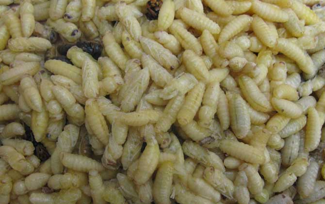 蜂蛹和生蠔可以一起吃嗎(蜂蛹不能和什么一起吃) 蜂蛹和生蠔可以一起吃嗎(蜂蛹不能和什么一起吃)