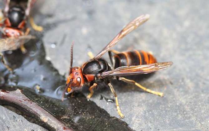 哪種虎頭蜂的毒性最強（虎頭蜂的天敵是什么）
