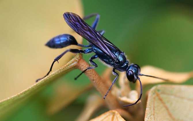 細(xì)腰蜂是蜜蜂嗎