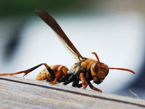 胡蜂采水一般離窩多遠(yuǎn)(采水蜂找窩最佳方法) 胡蜂采水一般離窩多遠(yuǎn)(采水蜂找窩最佳方法)