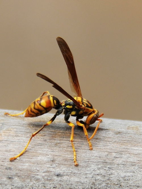 胡蜂采水一般離窩多遠(yuǎn)(采水蜂找窩最佳方法) 胡蜂采水一般離窩多遠(yuǎn)(采水蜂找窩最佳方法)