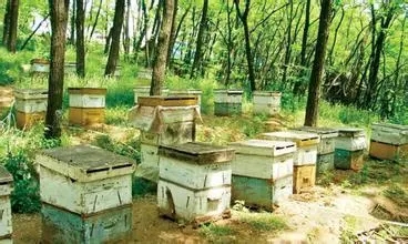 蜜蜂箱附近有螞蟻怎么防治(蜂箱內有螞蟻怎么防治) 蜜蜂箱附近有螞蟻怎么防治(蜂箱內有螞蟻怎么防治)