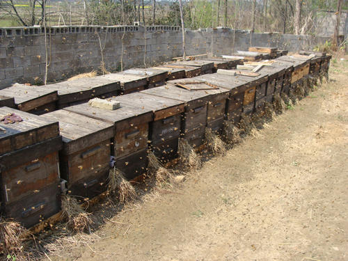 蜜蜂箱附近有螞蟻怎么防治(蜂箱內有螞蟻怎么防治) 蜜蜂箱附近有螞蟻怎么防治(蜂箱內有螞蟻怎么防治)