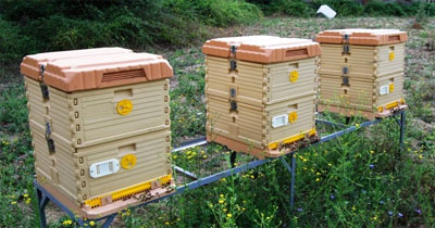 蜜蜂箱附近有螞蟻怎么防治(蜂箱內有螞蟻怎么防治) 蜜蜂箱附近有螞蟻怎么防治(蜂箱內有螞蟻怎么防治)