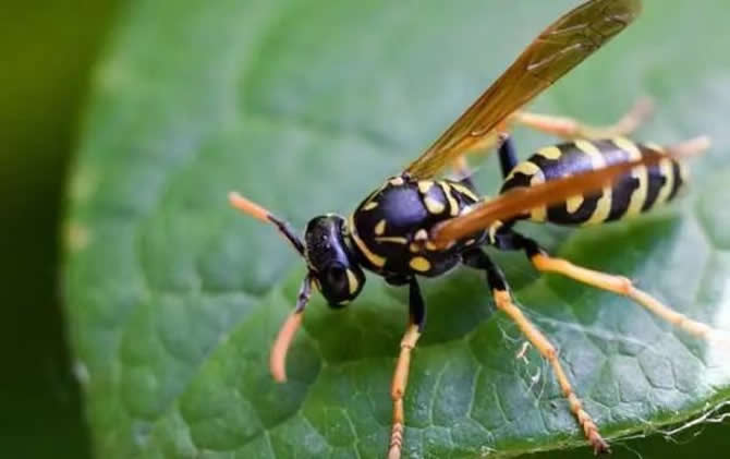 找馬蜂的最快方法 找馬蜂的最快方法