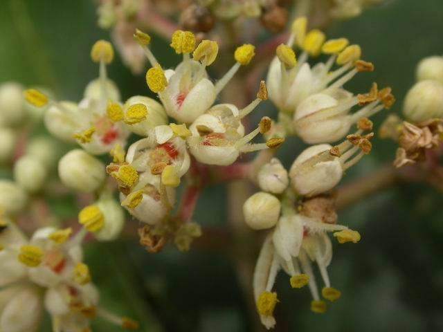 自己能種植的蜜源植物(蜜源植物大全) 自己能種植的蜜源植物(蜜源植物大全)