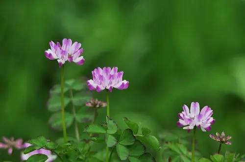 紫云英的種植方法和時(shí)間(紫云英如何播種以及藥用價(jià)值) 紫云英的種植方法和時(shí)間(紫云英如何播種以及藥用價(jià)值)