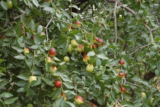 南方什么樹最流蜜?(南方常見的喬木樹蜜源) 南方什么樹最流蜜?(南方常見的喬木樹蜜源)