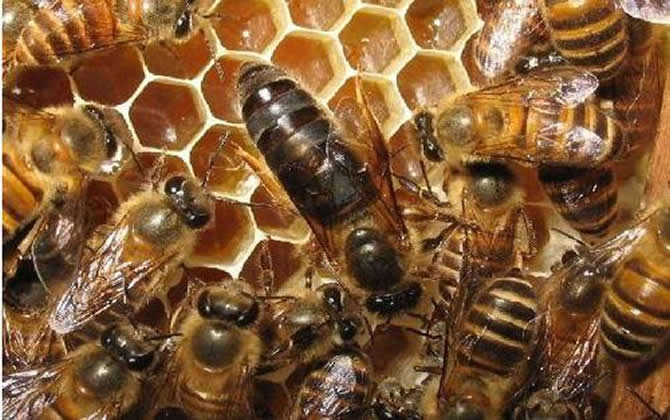 新手養(yǎng)蜂 新手養(yǎng)蜂