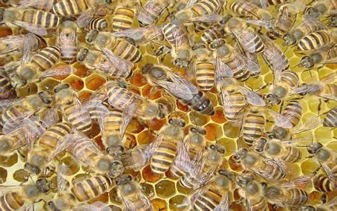 新手養(yǎng)蜂 新手養(yǎng)蜂