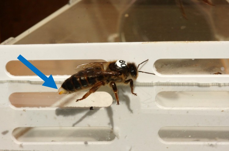 蜂王交尾前后翅膀的區別 蜂王交尾前后翅膀的區別