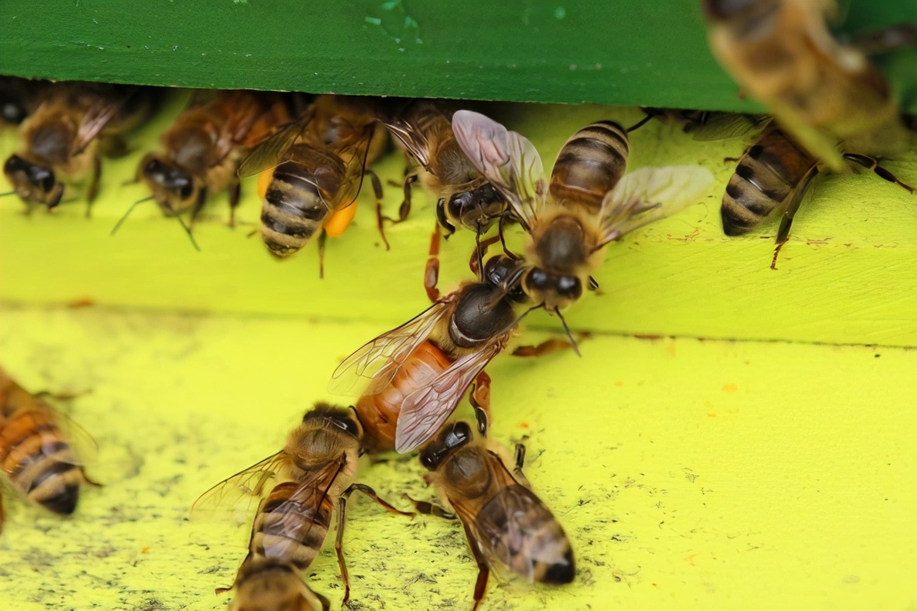 蜂王交尾前后翅膀的區別 蜂王交尾前后翅膀的區別