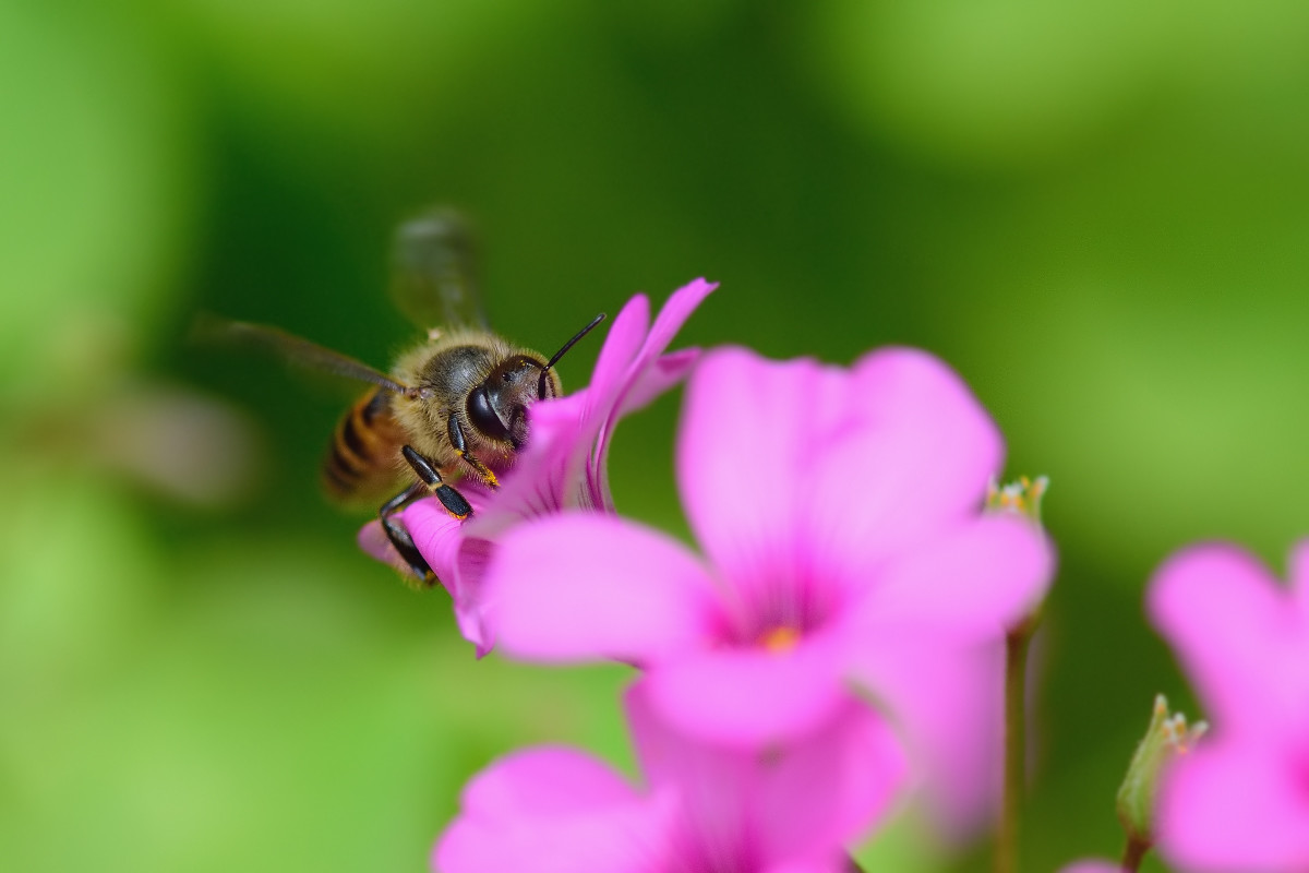 大蜂螨的特點(diǎn)與防治方法（大蜂螨怎么治效果最好）