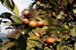 油茶樹花有粉和蜜嗎(如何預(yù)防蜜蜂幼蟲中毒) 油茶樹花有粉和蜜嗎(如何預(yù)防蜜蜂幼蟲中毒)