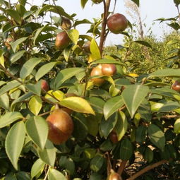 油茶樹花有粉和蜜嗎(如何預(yù)防蜜蜂幼蟲中毒) 油茶樹花有粉和蜜嗎(如何預(yù)防蜜蜂幼蟲中毒)
