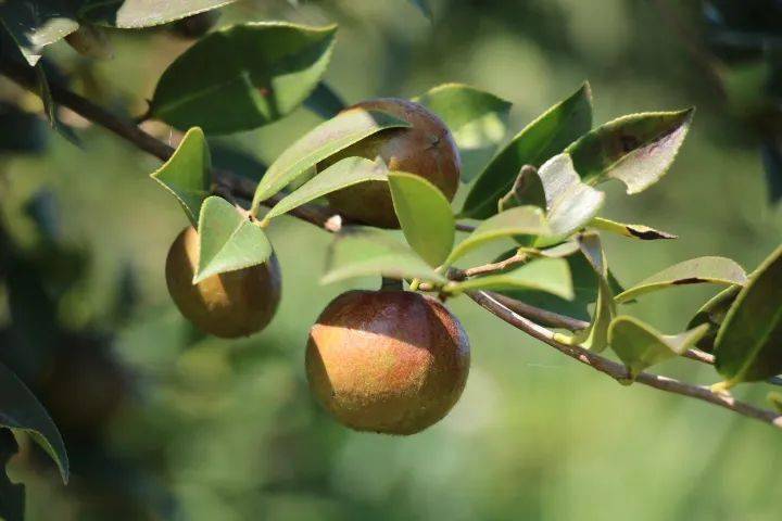 油茶樹花有粉和蜜嗎(如何預(yù)防蜜蜂幼蟲中毒) 油茶樹花有粉和蜜嗎(如何預(yù)防蜜蜂幼蟲中毒)