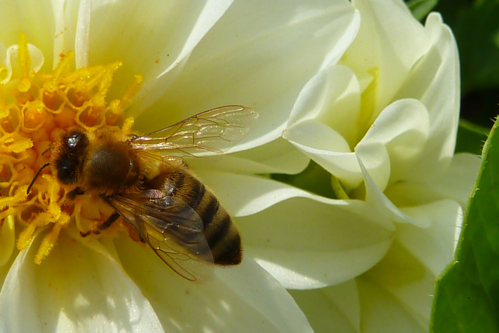 新手養(yǎng)蜂怎么割蜜(土養(yǎng)蜜蜂怎么割蜜) 新手養(yǎng)蜂怎么割蜜(土養(yǎng)蜜蜂怎么割蜜)