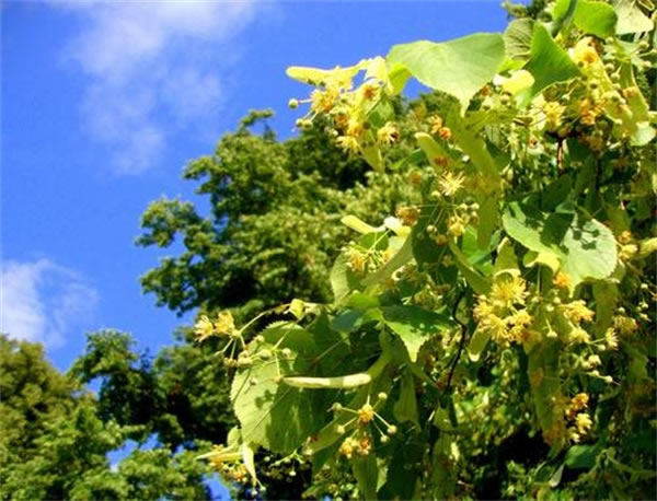 正宗椴樹蜜多少錢一斤？東北的蜂蜜為什么貴？