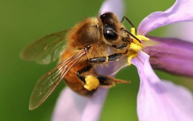 初學養蜂步驟及方法 初學養蜂