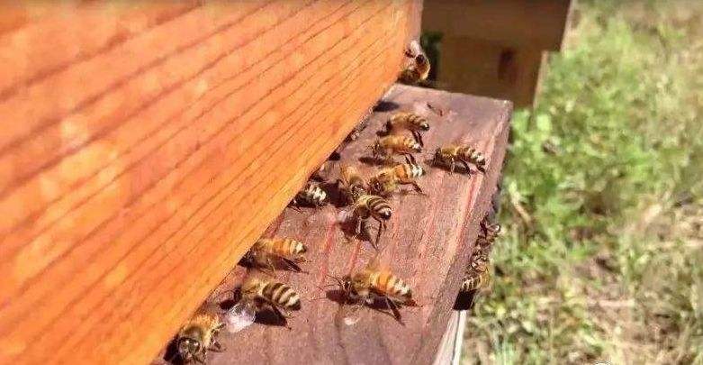 100只蜜蜂一蜂王如何繁殖 100只蜜蜂一蜂王如何繁殖