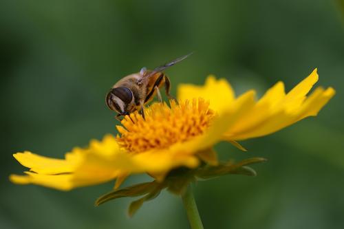 100只蜜蜂一蜂王如何繁殖 100只蜜蜂一蜂王如何繁殖