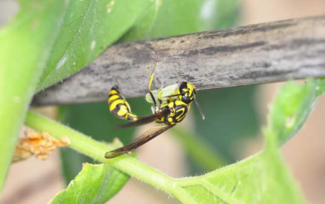 細腰蜂有什么危害(家里有細腰蜂是怎么回事) 細腰蜂有什么危害(家里有細腰蜂是怎么回事)
