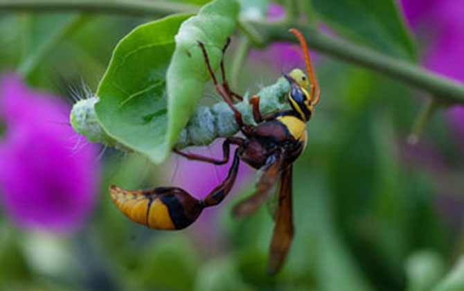細腰蜂有什么危害(家里有細腰蜂是怎么回事) 細腰蜂有什么危害(家里有細腰蜂是怎么回事)