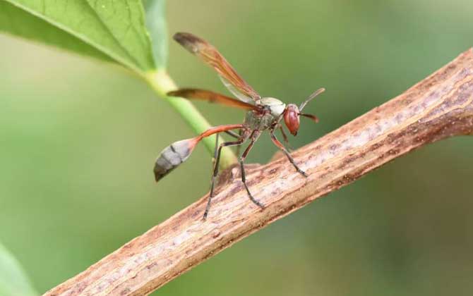 細腰蜂有什么危害(家里有細腰蜂是怎么回事) 細腰蜂有什么危害(家里有細腰蜂是怎么回事)