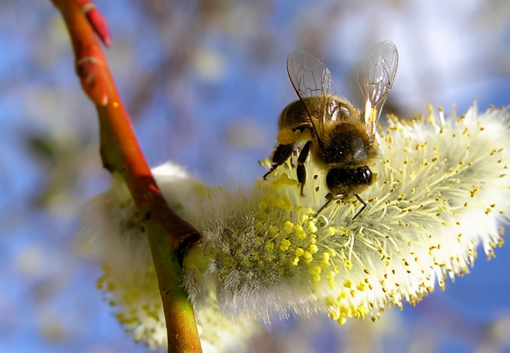 蜜蜂養(yǎng)殖過程中的粉源植物有哪些(這些常見的春繁粉源) 蜜蜂養(yǎng)殖過程中的粉源植物有哪些(這些常見的春繁粉源)