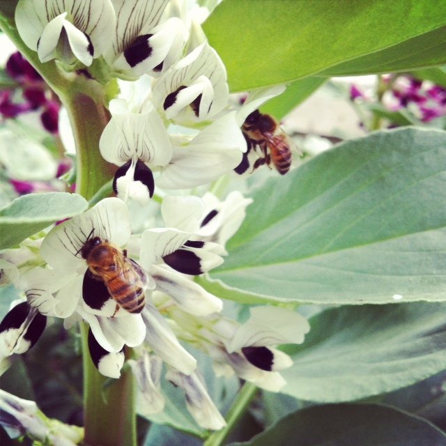 蜜蜂養(yǎng)殖過程中的粉源植物有哪些(這些常見的春繁粉源) 蜜蜂養(yǎng)殖過程中的粉源植物有哪些(這些常見的春繁粉源)