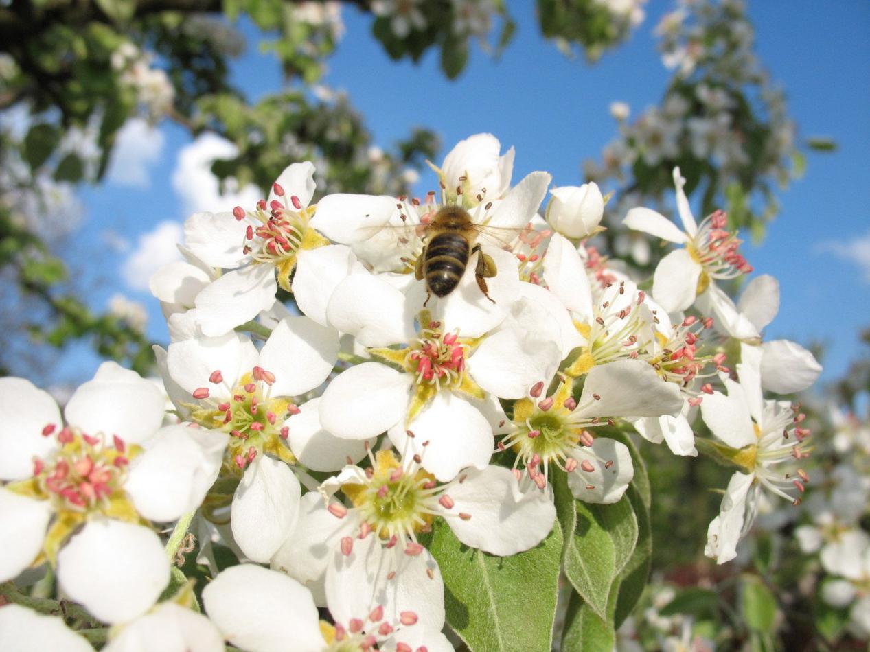 蜜蜂養(yǎng)殖過程中的粉源植物有哪些(這些常見的春繁粉源) 蜜蜂養(yǎng)殖過程中的粉源植物有哪些(這些常見的春繁粉源)