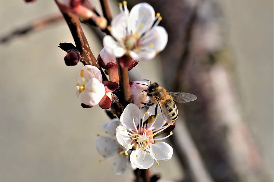蜜蜂養(yǎng)殖過程中的粉源植物有哪些(這些常見的春繁粉源) 蜜蜂養(yǎng)殖過程中的粉源植物有哪些(這些常見的春繁粉源)