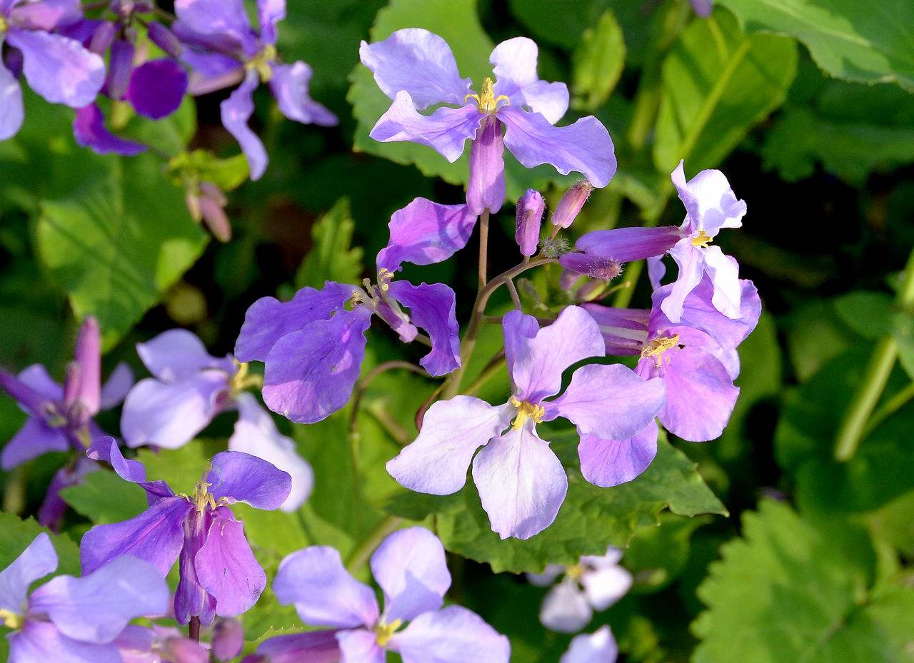 蜜蜂養(yǎng)殖過程中的粉源植物有哪些(這些常見的春繁粉源) 蜜蜂養(yǎng)殖過程中的粉源植物有哪些(這些常見的春繁粉源)