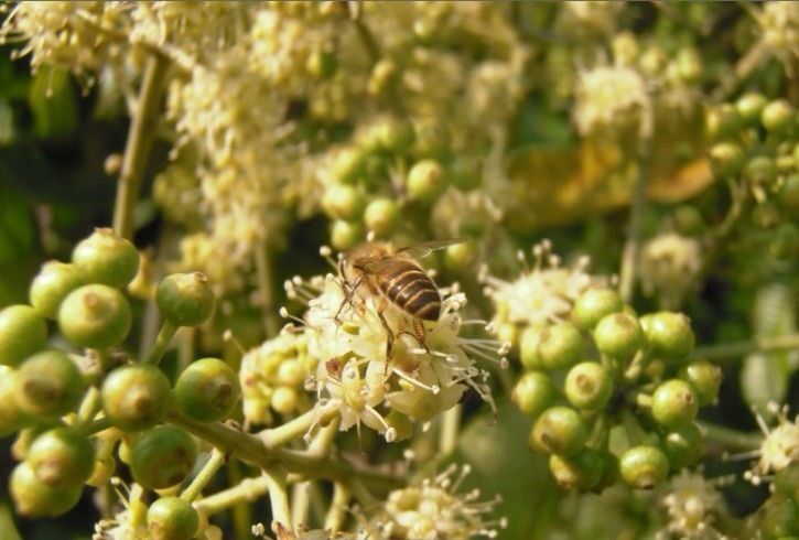 鴨腳木什么時(shí)候開花(廣東鴨腳木樹幾月份開花) 鴨腳木什么時(shí)候開花(廣東鴨腳木樹幾月份開花)