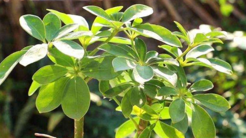 鴨腳木什么時(shí)候開花(廣東鴨腳木樹幾月份開花) 鴨腳木什么時(shí)候開花(廣東鴨腳木樹幾月份開花)