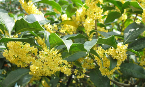 鄉(xiāng)下野外主要蜜源植物有哪些(5種農(nóng)村常見的蜜源植物) 鄉(xiāng)下野外主要蜜源植物有哪些(5種農(nóng)村常見的蜜源植物)