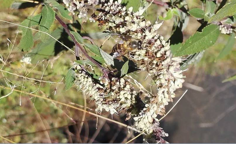 鄉(xiāng)下野外主要蜜源植物有哪些(5種農(nóng)村常見的蜜源植物) 鄉(xiāng)下野外主要蜜源植物有哪些(5種農(nóng)村常見的蜜源植物)