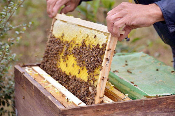 枸杞蜂蜜的正確吃法(枸杞蜂蜜食用也講究方法) 枸杞蜂蜜的正確吃法(枸杞蜂蜜食用也講究方法)