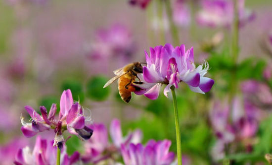 蜜源植物的種類及花期大全(十九種主要蜜源植物分布及花期) 蜜源植物的種類及花期大全(十九種主要蜜源植物分布及花期)