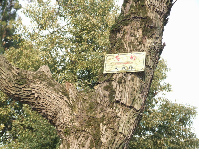 蜜源植物的種類及花期大全(十九種主要蜜源植物分布及花期) 蜜源植物的種類及花期大全(十九種主要蜜源植物分布及花期)