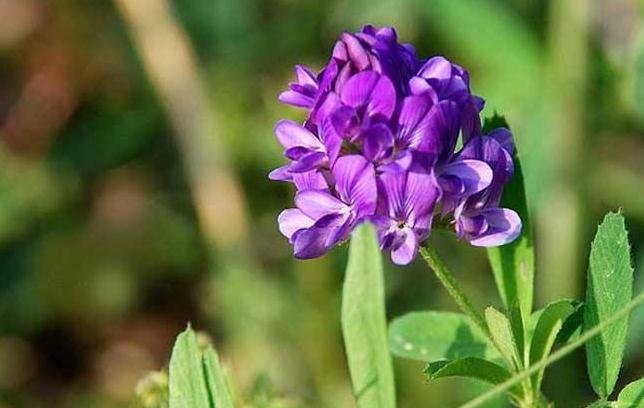 蜜源植物的種類及花期大全(十九種主要蜜源植物分布及花期) 蜜源植物的種類及花期大全(十九種主要蜜源植物分布及花期)