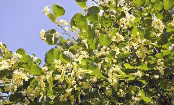 木本蜜源植物有哪些(常見的6種林木蜜源植物) 木本蜜源植物有哪些(常見的6種林木蜜源植物)