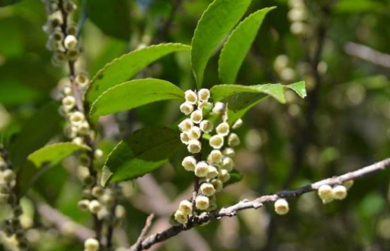 木本蜜源植物有哪些(常見的6種林木蜜源植物) 木本蜜源植物有哪些(常見的6種林木蜜源植物)