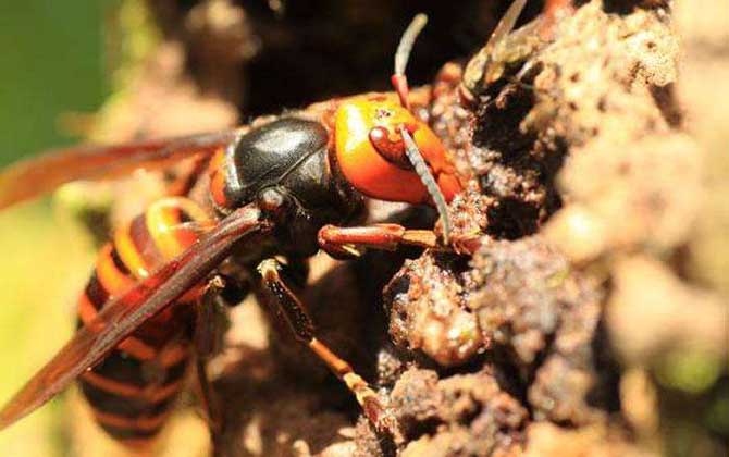 日本大黃蜂和中國(guó)大虎頭蜂誰(shuí)最強(qiáng)(虎頭蜂vs日本大黃蜂誰(shuí)厲害?) 日本大黃蜂和中國(guó)大虎頭蜂誰(shuí)最強(qiáng)(虎頭蜂vs日本大黃蜂誰(shuí)厲害?)
